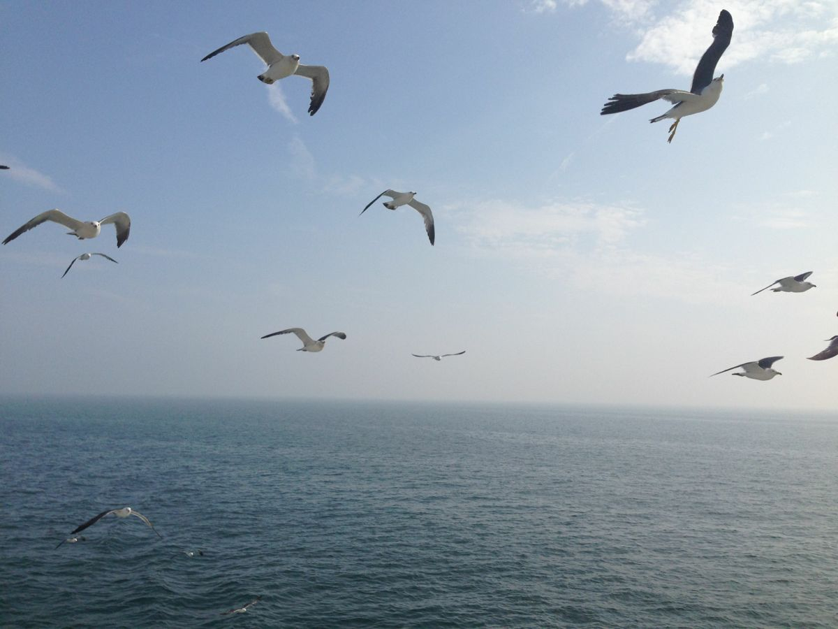 海鸥一点都不怕人.