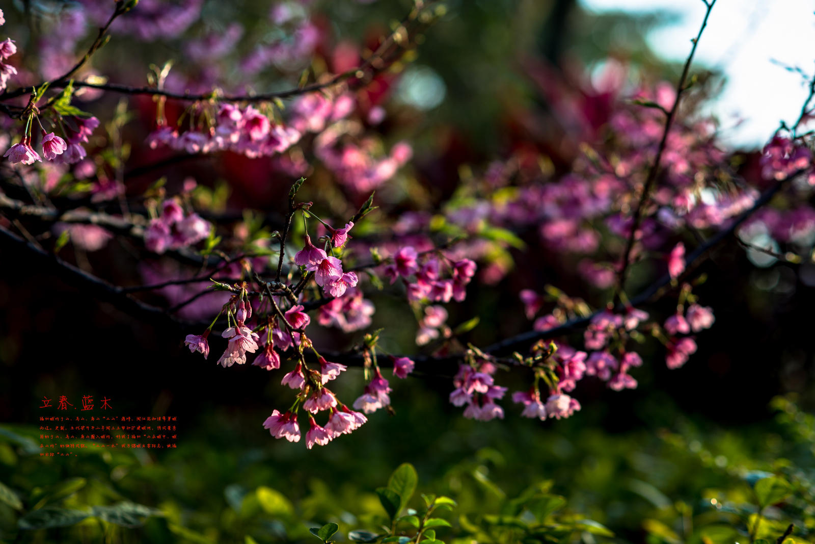 福州花事.立春