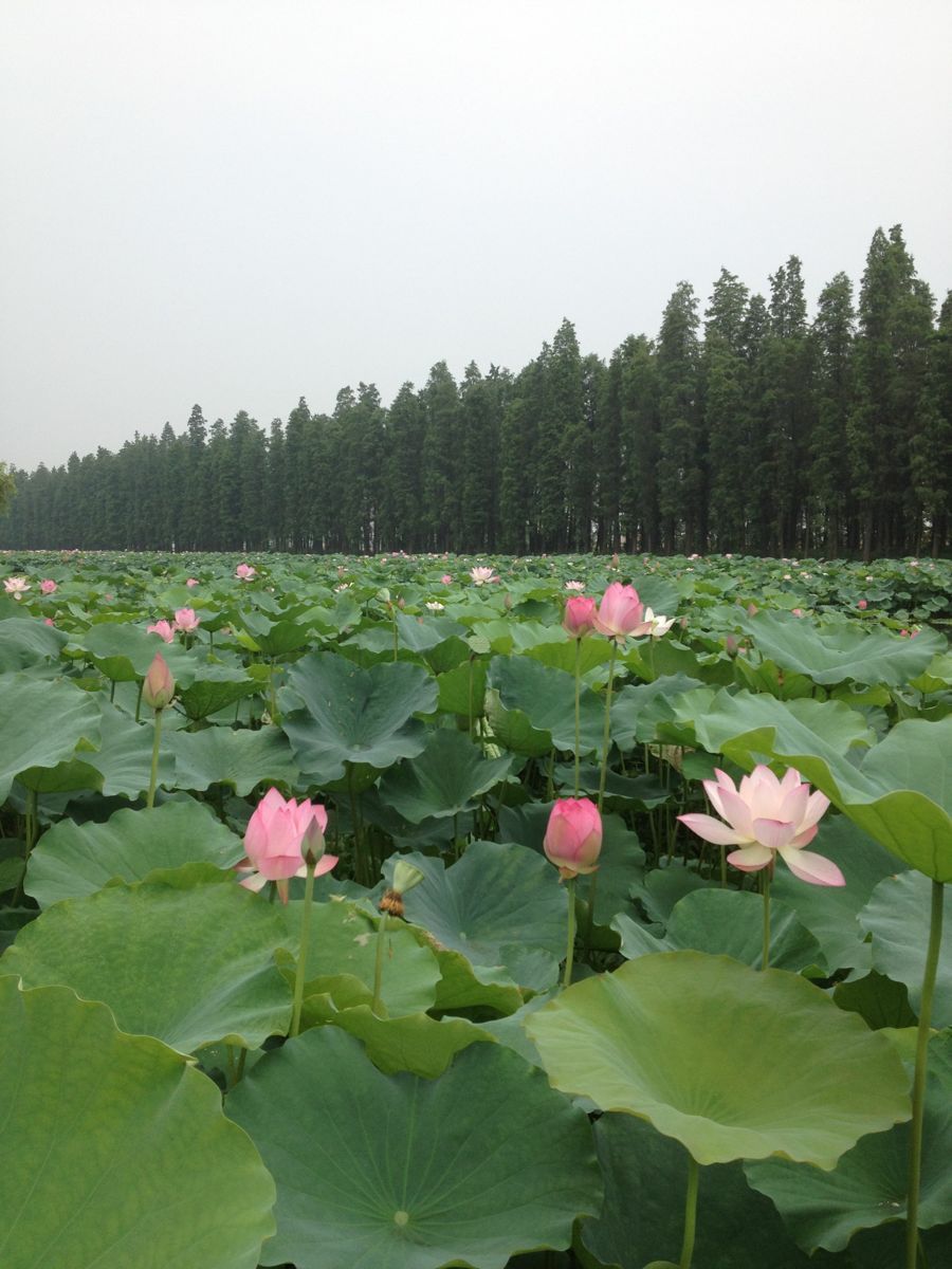 广州大夫山森林公园的门票价格是几多?