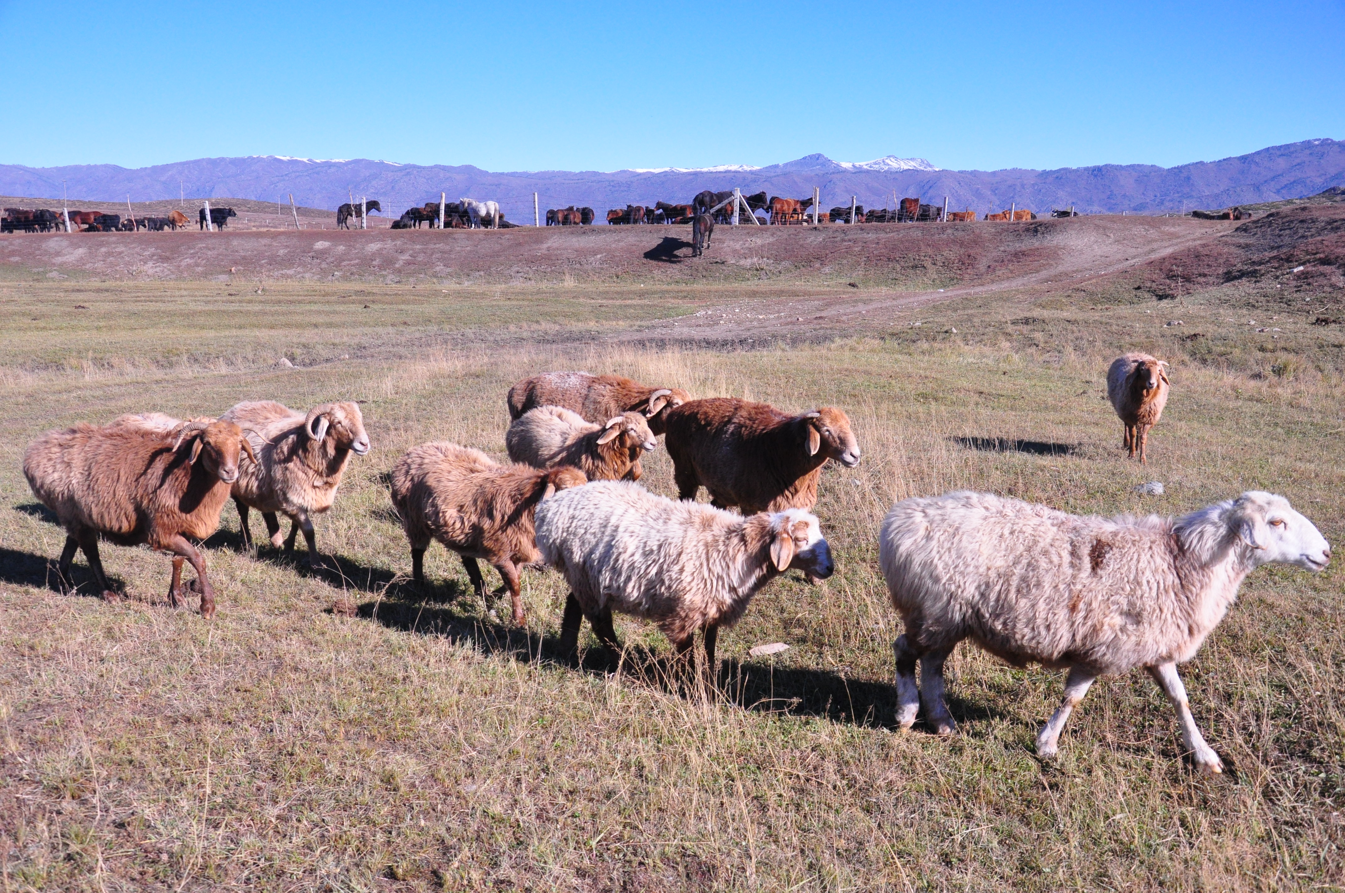 大美新疆之牛羊群群