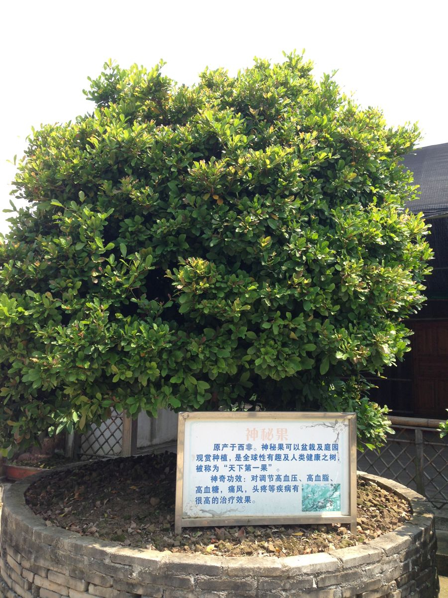                   神秘果树,来自
