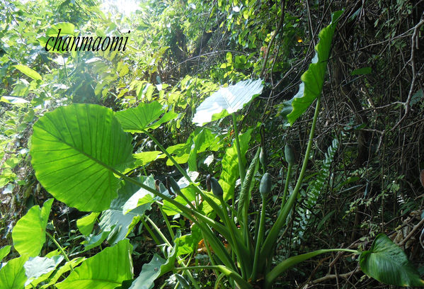 i微游记:[加游站]海南热带雨林里的植被