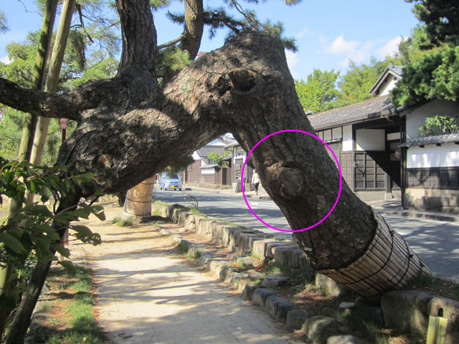 【日本自由行】保佑我中元节千万别碰上如月车站灵异事件啊 - 日本游记攻略【携程攻略】