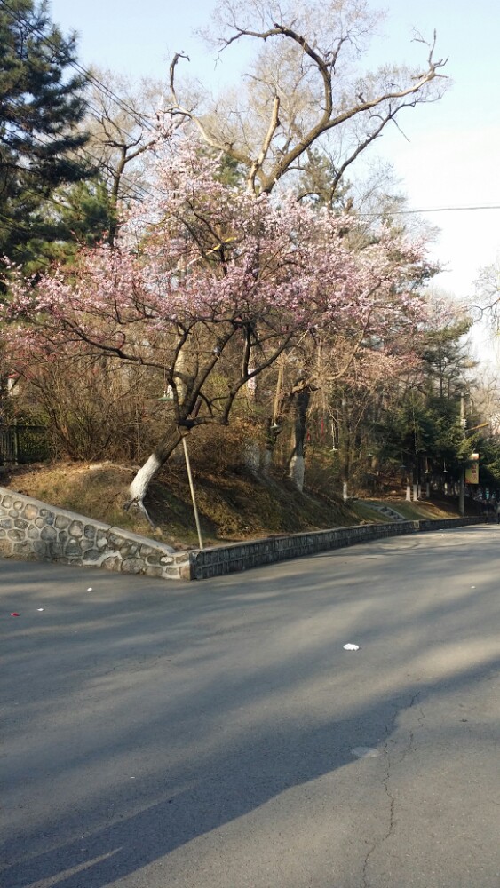 玉皇山公园,通化玉皇山公园攻略/地址/图片/门票