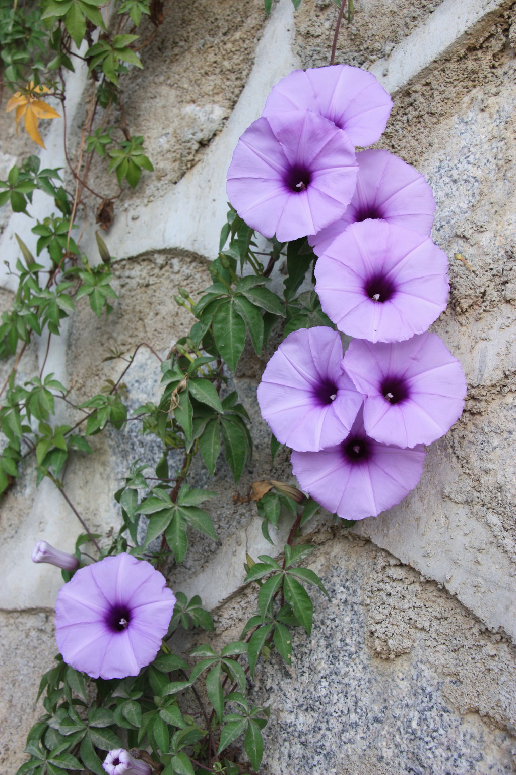 冰凝205 2014-08-01 132628 2569 20  牵牛花别名喇叭花,朝颜花,一年