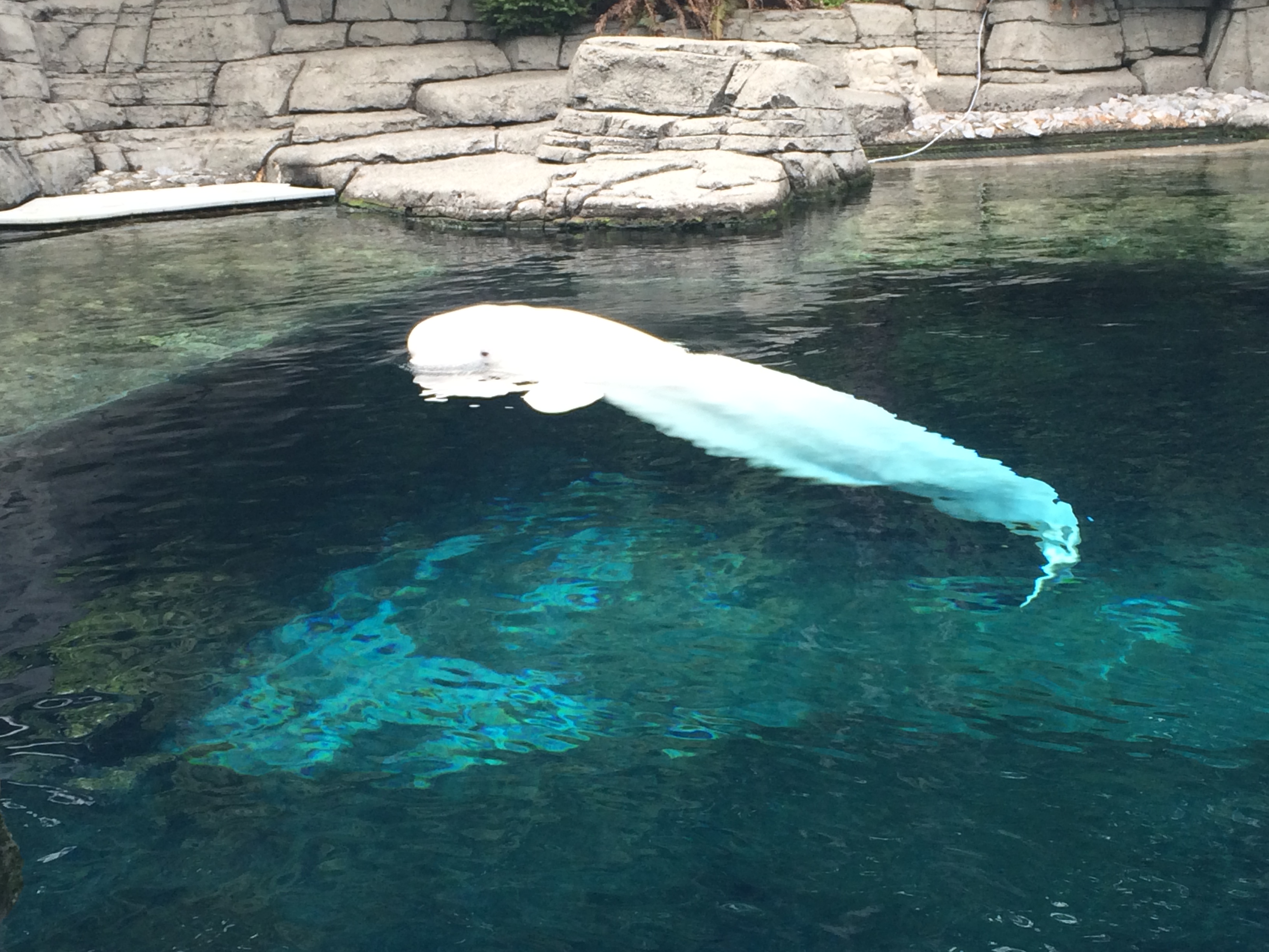 温哥华水族馆