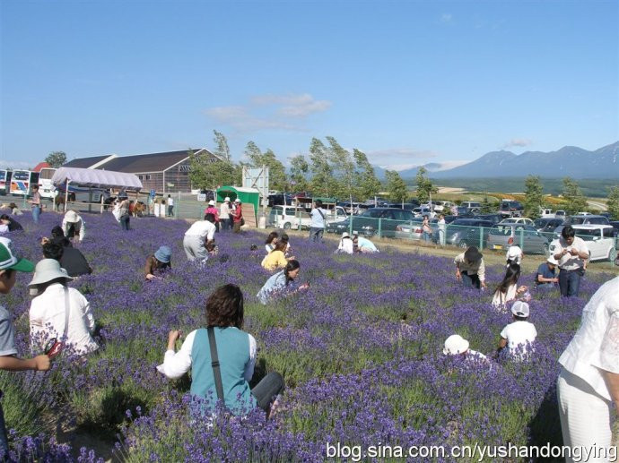 [日本 北海道]薰衣草开满山丘的富良野