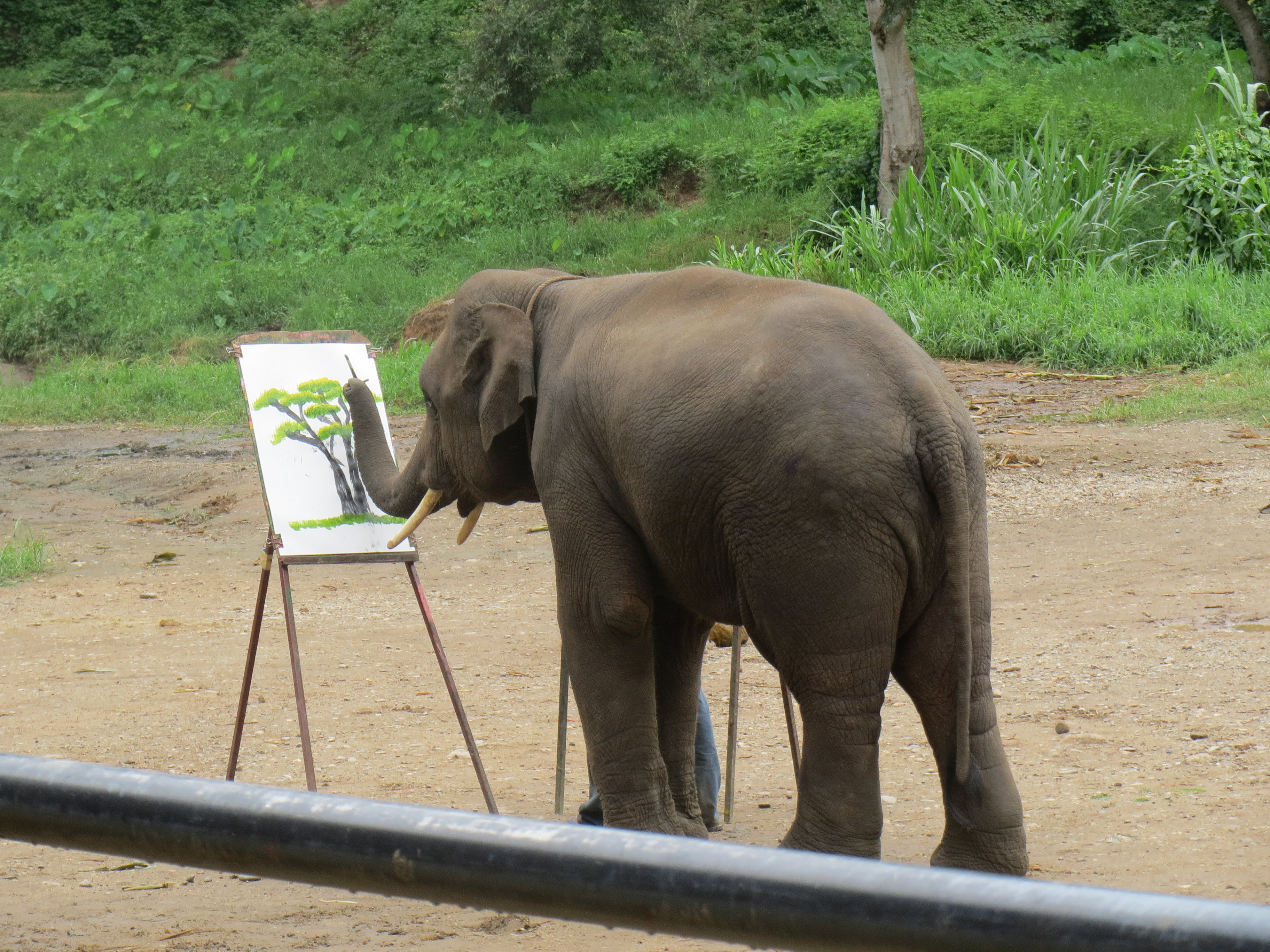                  大象现场表演