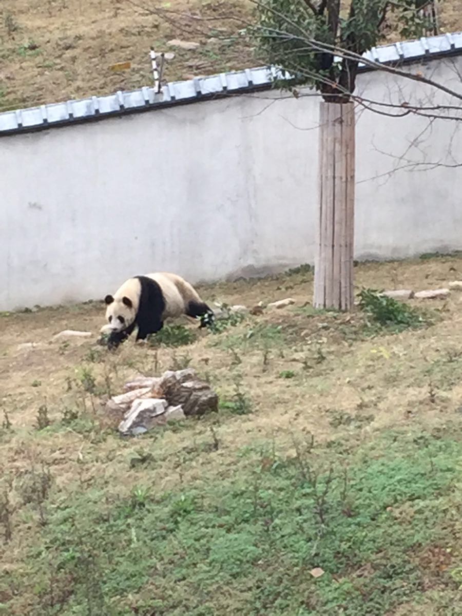 下渚湖熊猫园