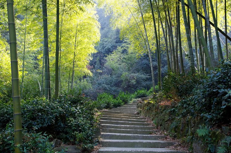 几个阿姨妈妈在诸葛村里买了好多鸡和赤豆,玉米以及蔬菜,满载而归.
