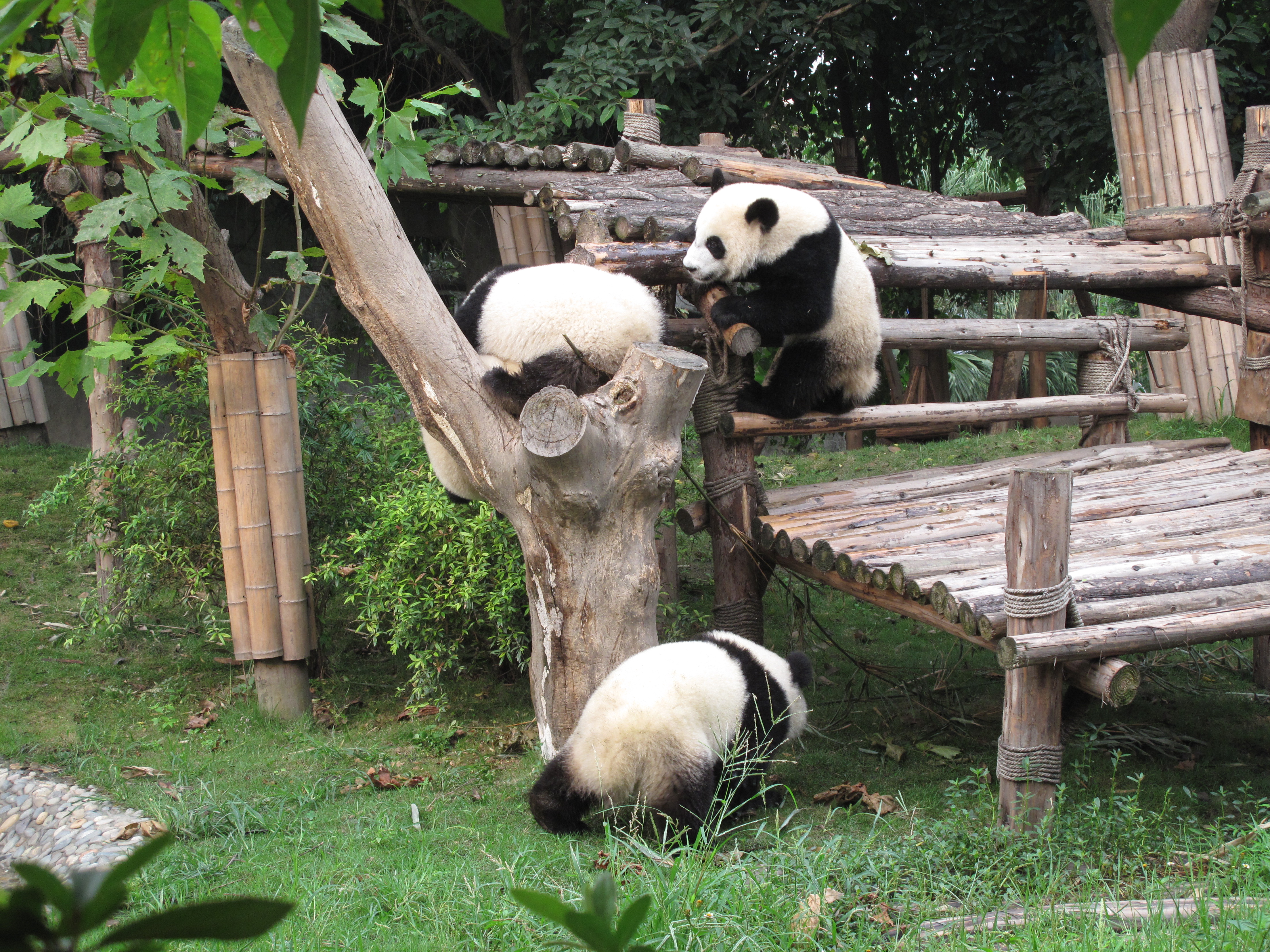 成都大熊猫繁育基地,成都成都大熊猫繁育基地