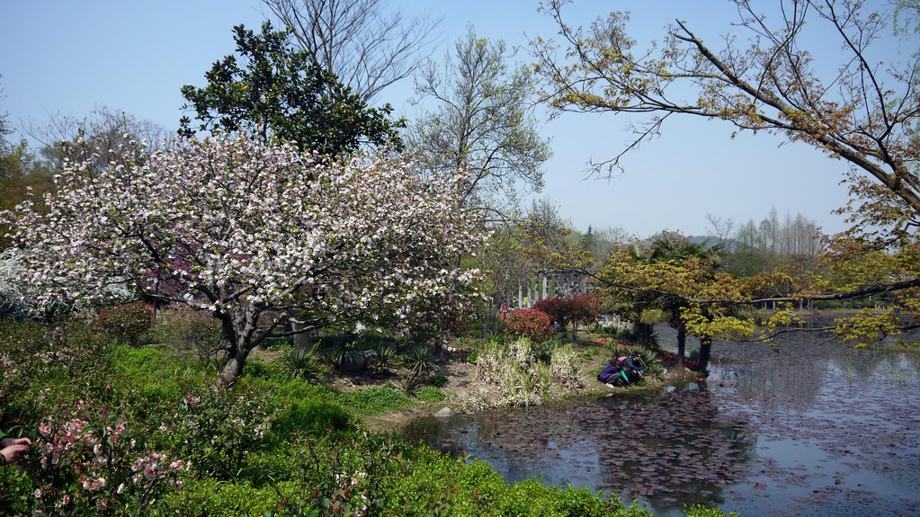 "苏堤春晓"正是应景时节,君可见"一行桃树一行柳,也可见"桃柳间隙全