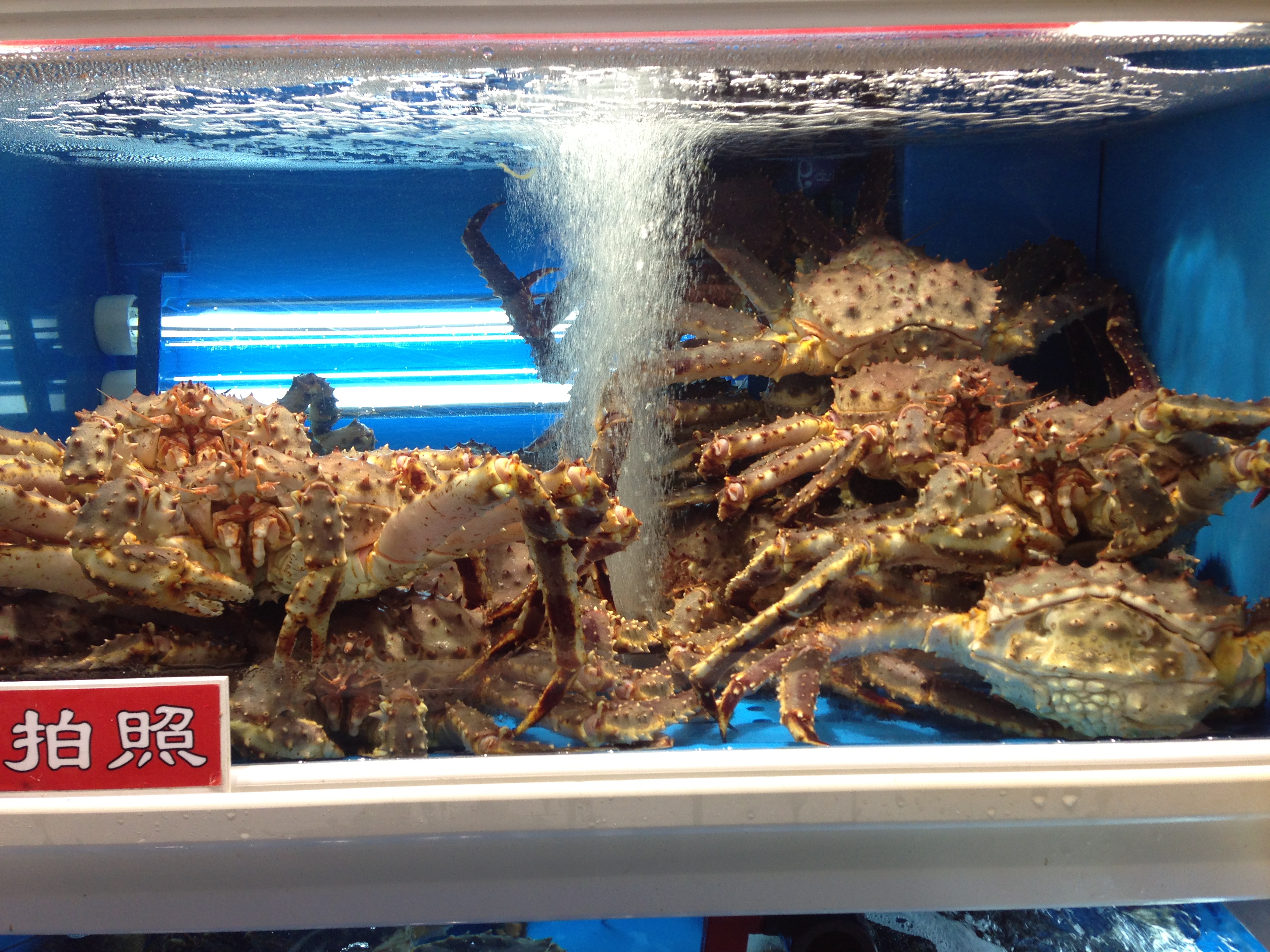 秋日的济州岛~带上熊孩子出游去~!