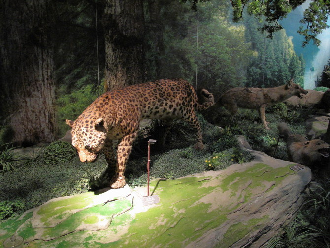 重庆、乐山大佛、峨眉山、西安 8日自由行 - 西