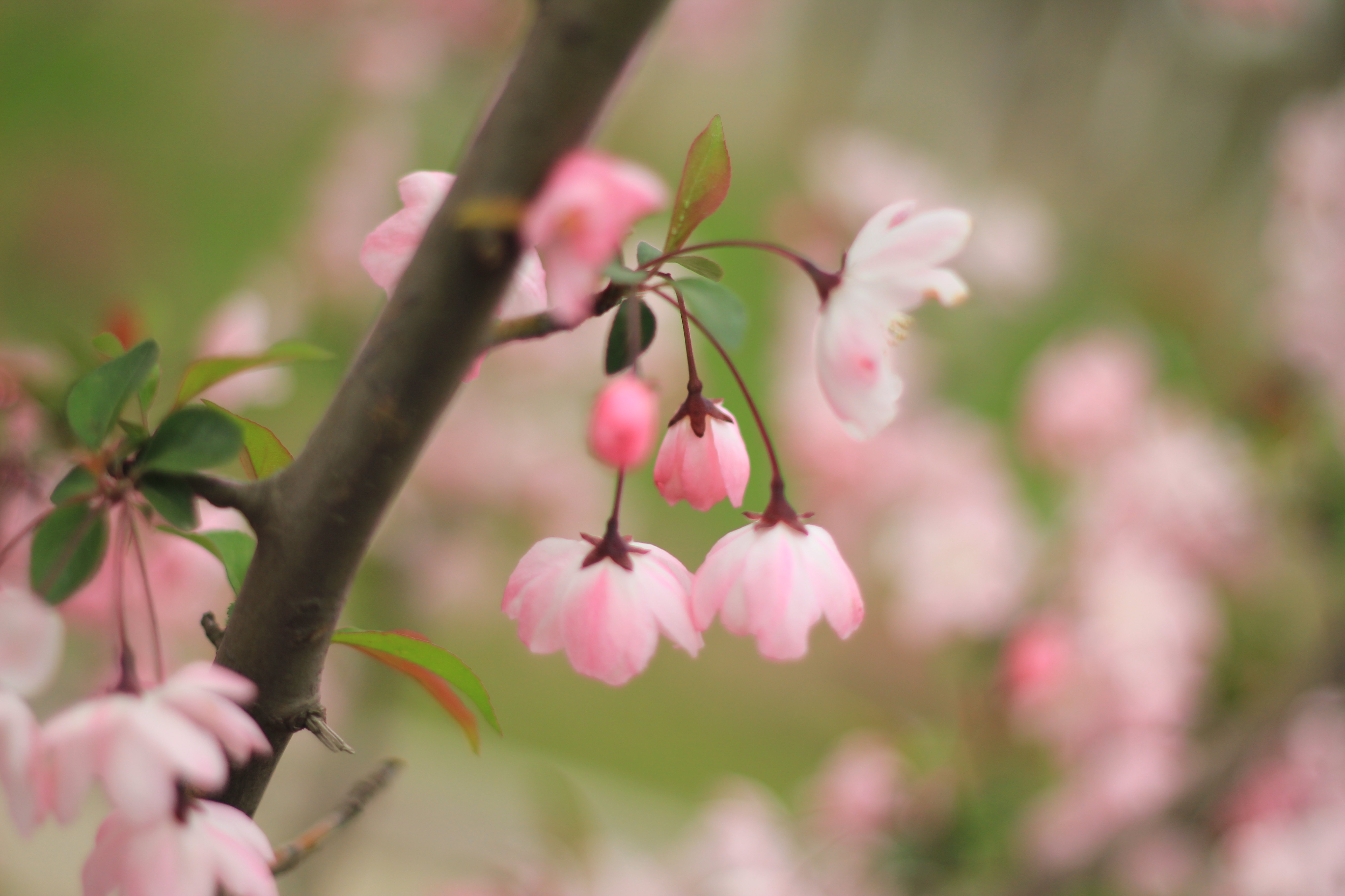 顾村赏樱,繁花似锦