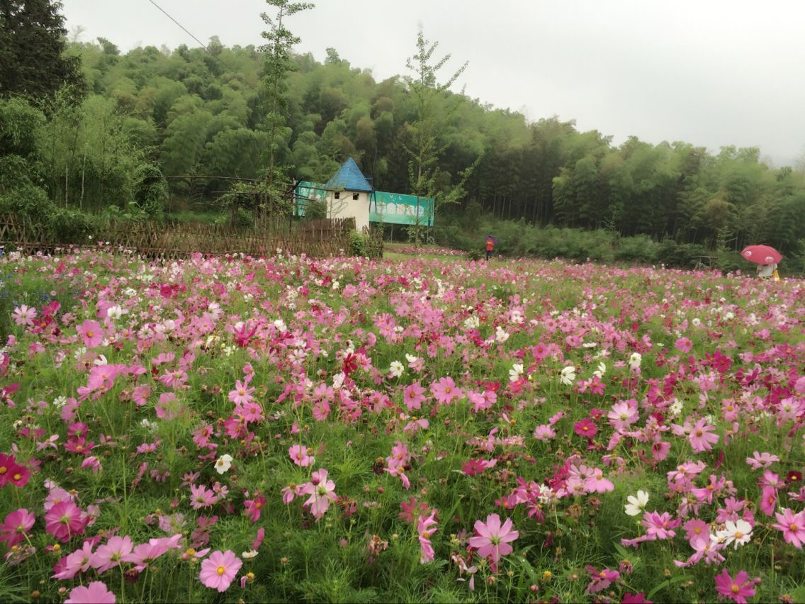 花海,很不错