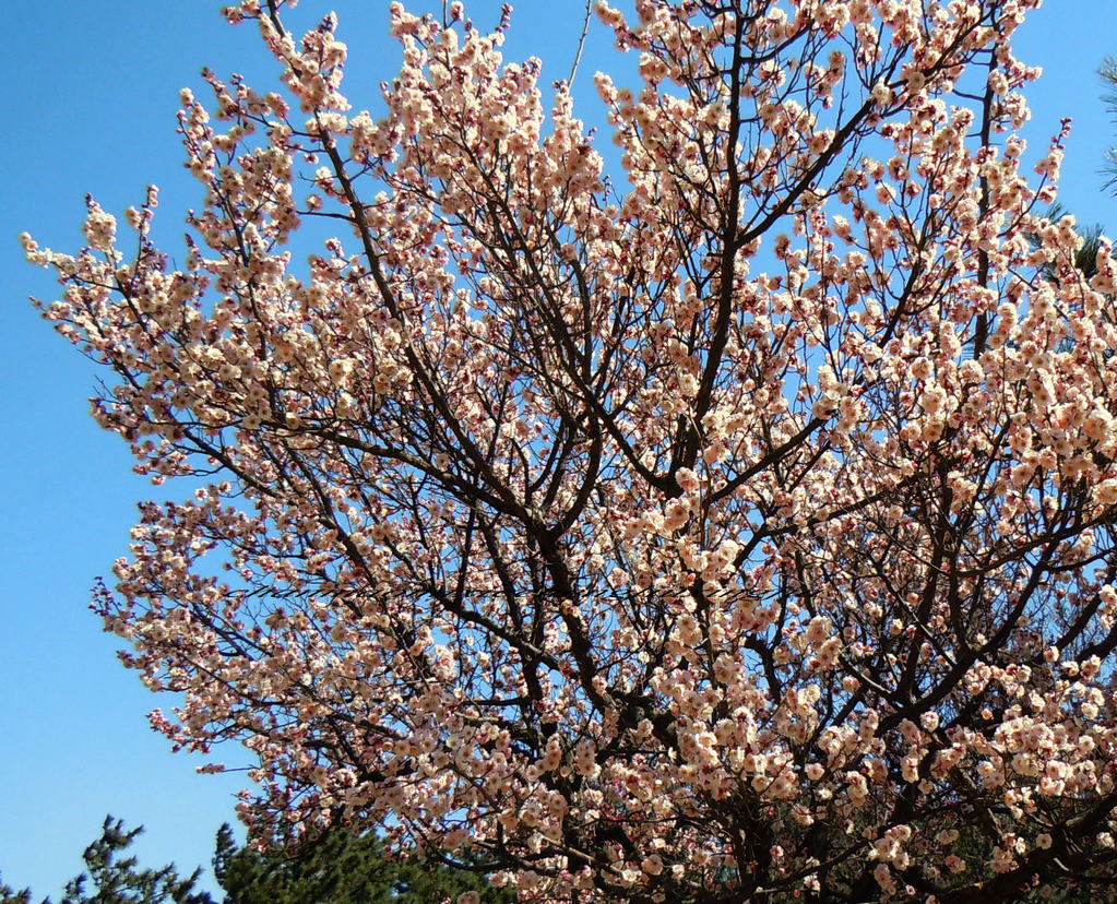 第十六届青岛梅花节今天提前开幕了.