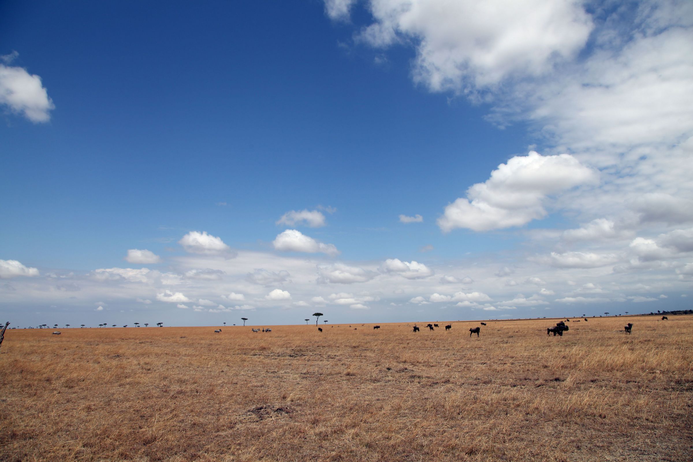 东非:超级肯尼亚,走进动物世界