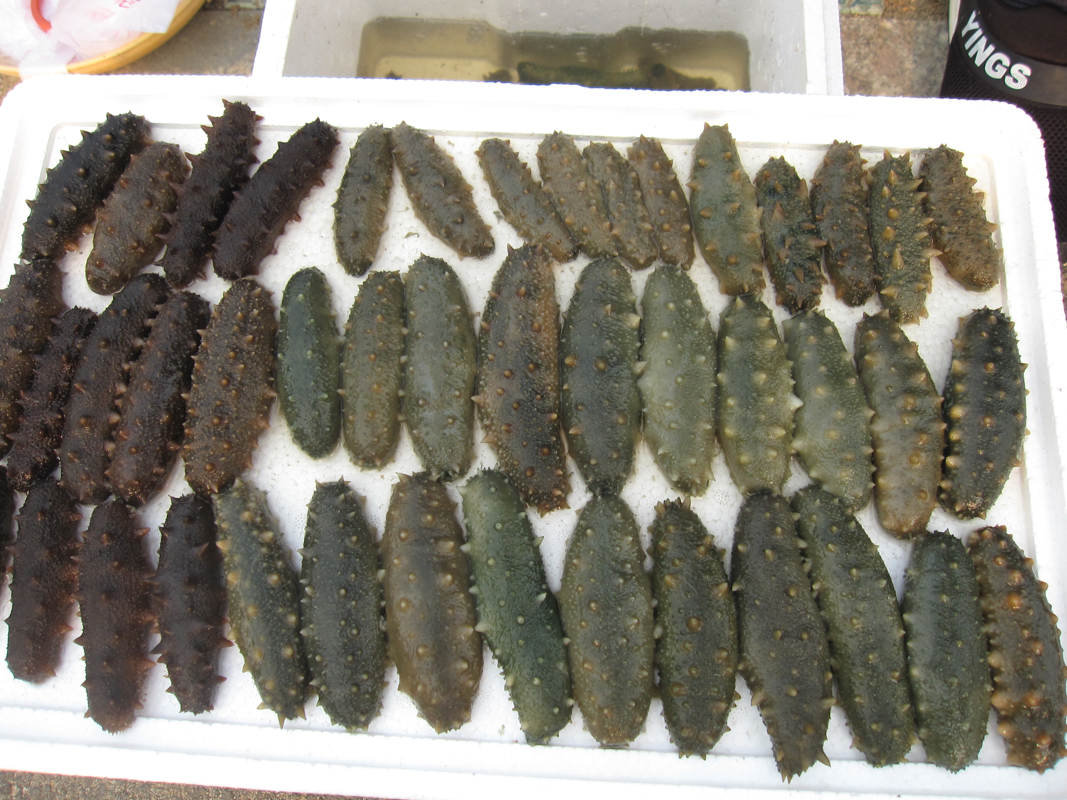 新鲜海参10-20蛋黄梭子蟹蟹图片