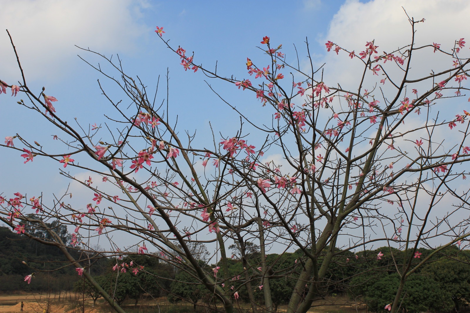 松湖花海