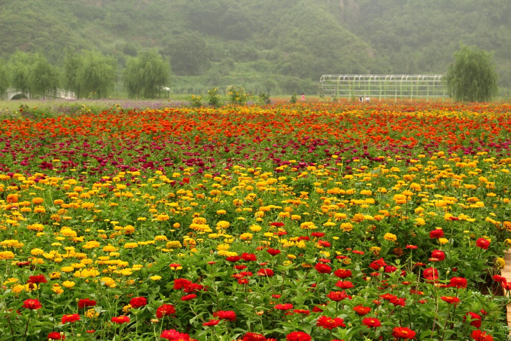 八月游第一站《密云人间花海薰衣草庄园》