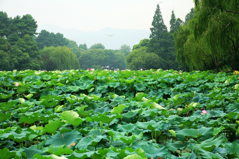 夏天的杭州,曲院风荷的西湖风景