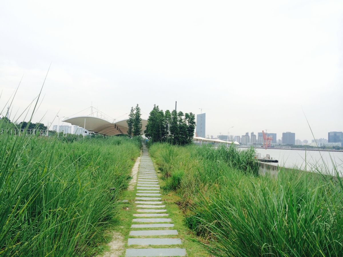 世博后滩湿地公园houtan park