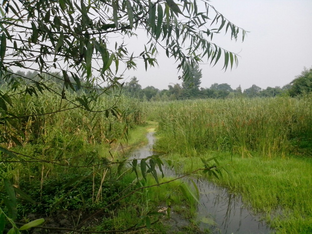 游郫县三道堰云桥湿地