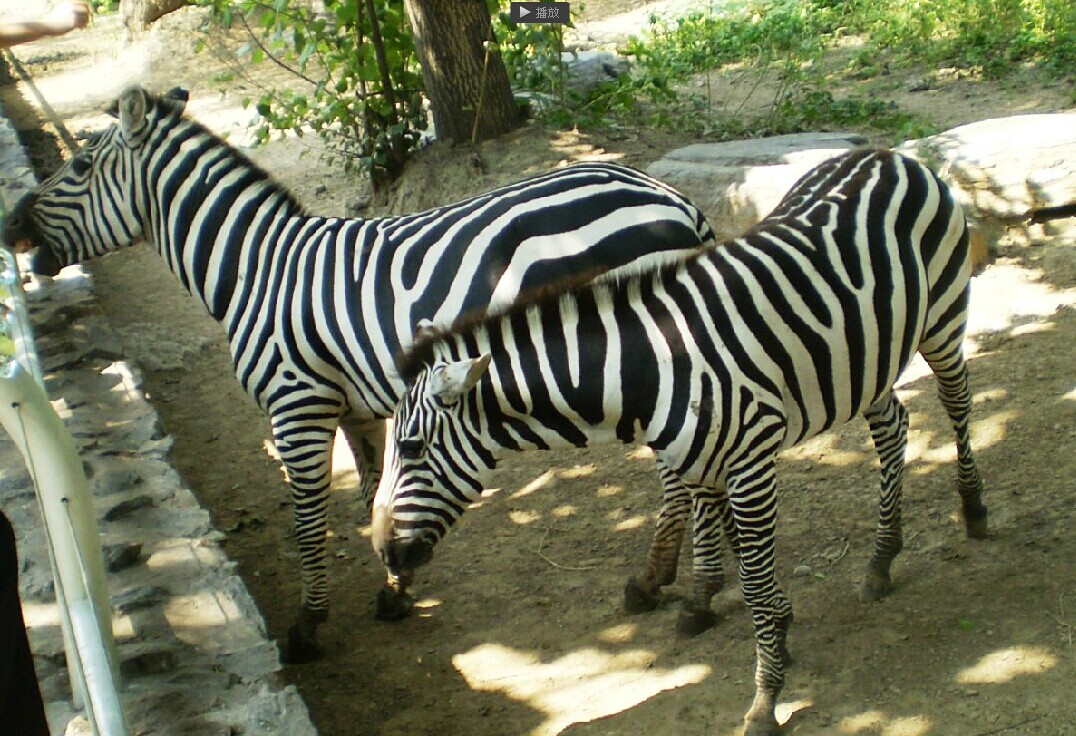 北京动物园有什么动物