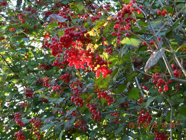《走遍加拿大当农夫》13--第四家，老苹果树下 - 携程社区
