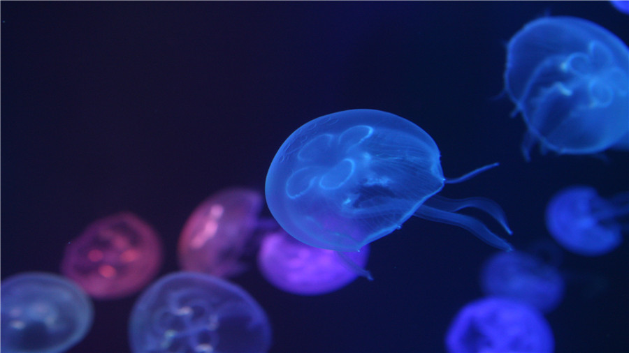 深圳+珠海+广州4日跟团游(2钻)·暖心线路