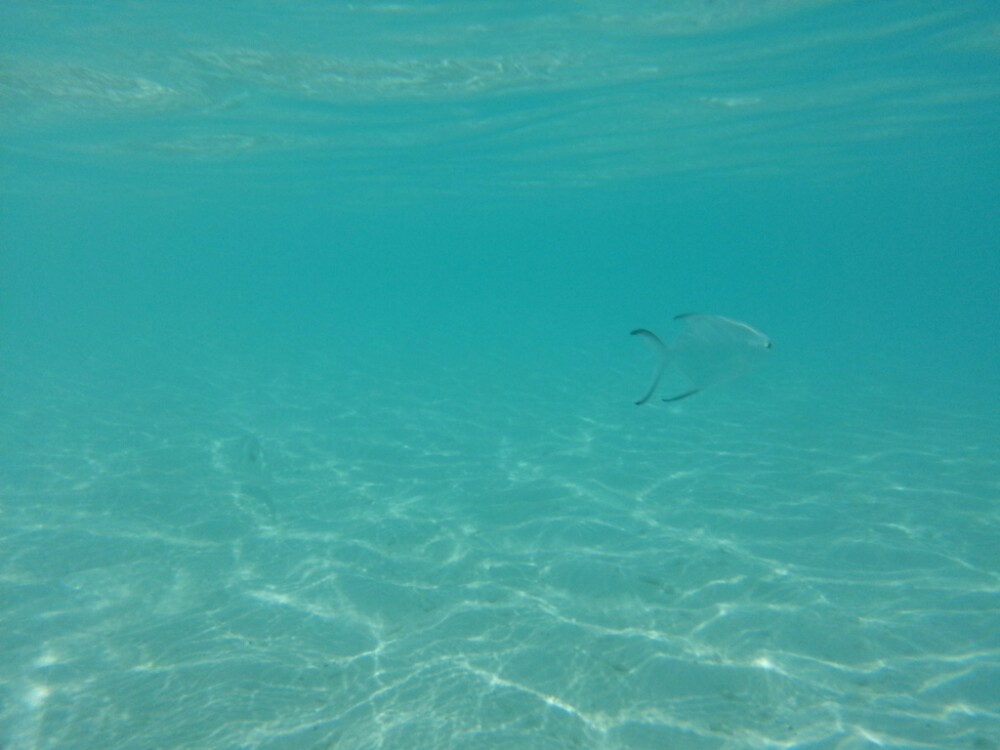                  海里的水色的鱼