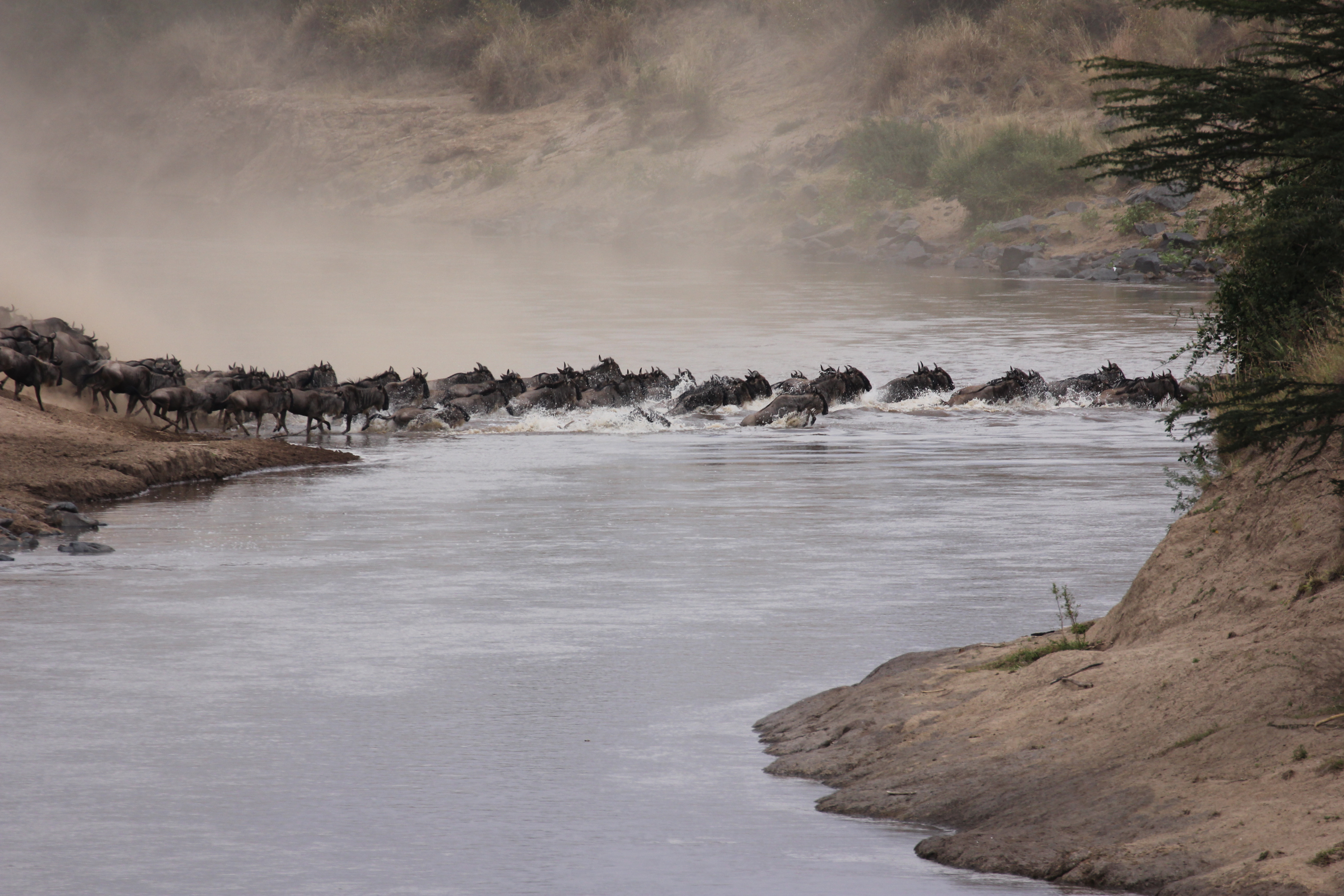 2013肯尼亚游猎,见证角马大迁徙
