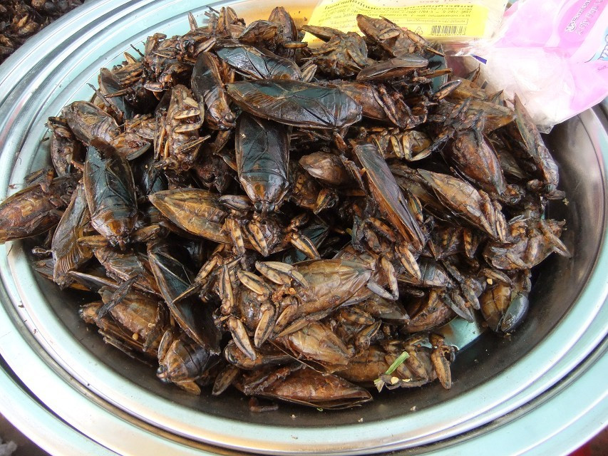 油炸蝉