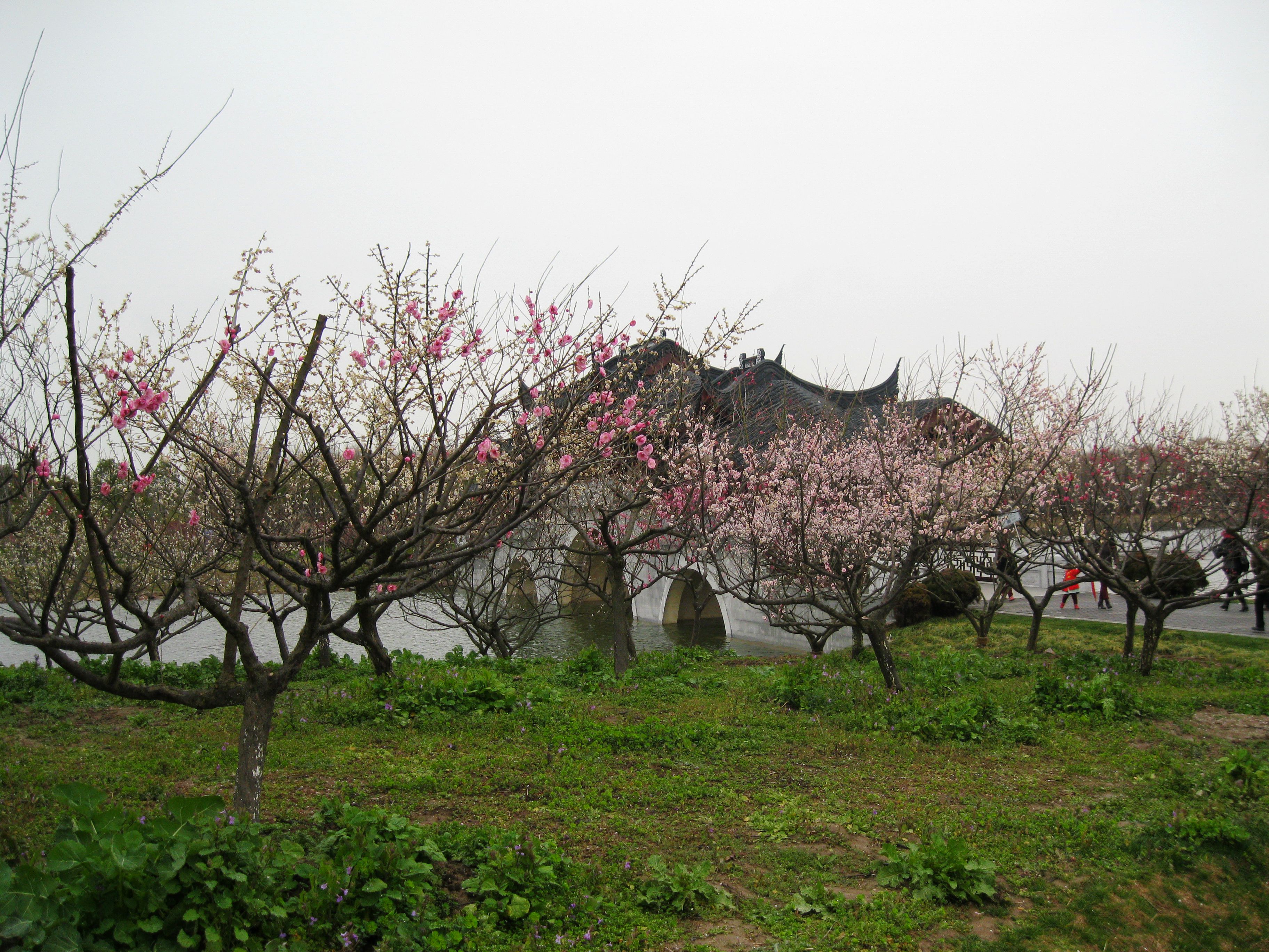 【梅花节】赏梅寻春,海湾森林公园大风吹啊吹