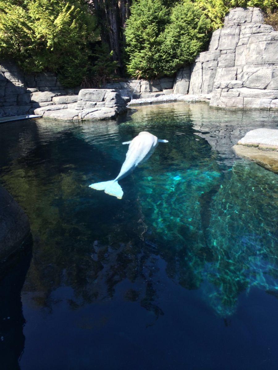 温哥华水族馆