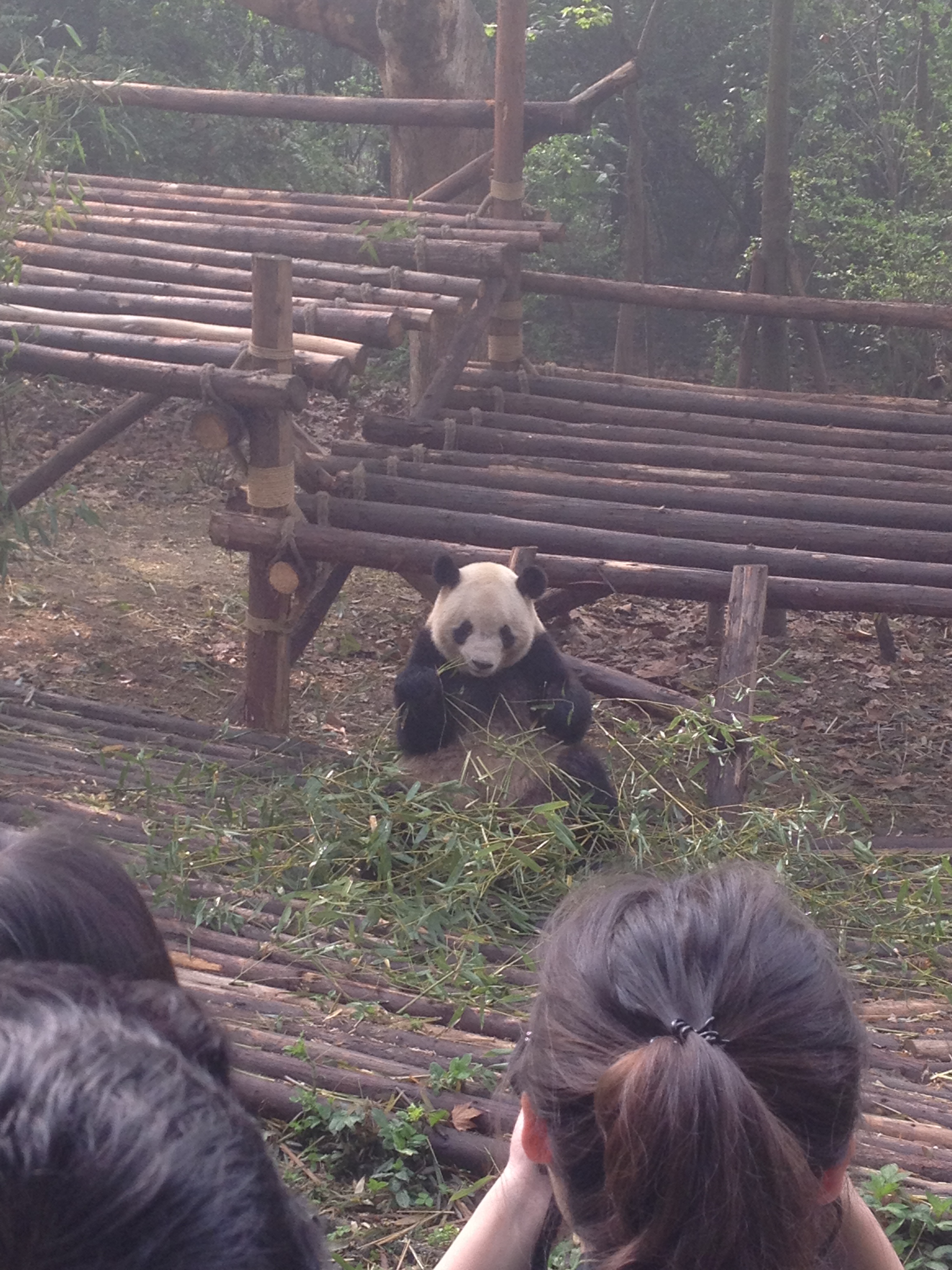 成都大熊猫繁育研究基地