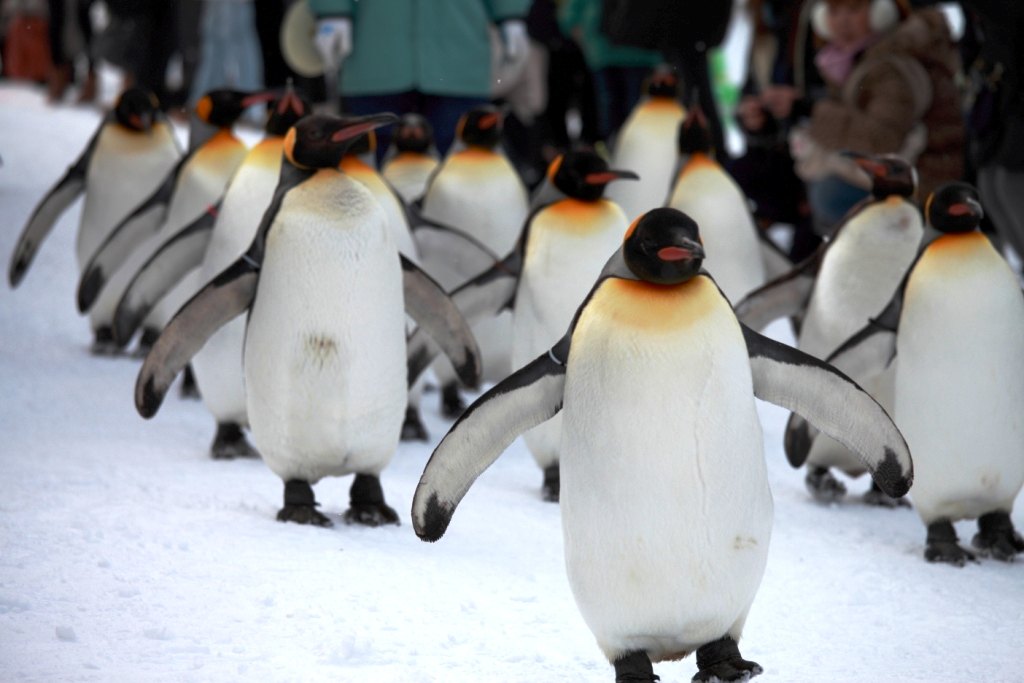 北海道游记4-旭川,与企鹅共舞