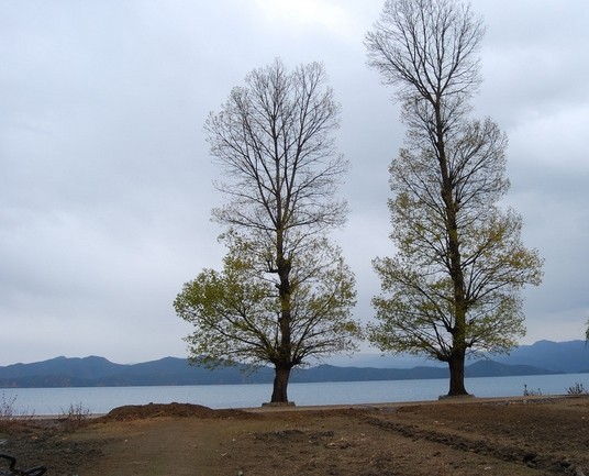 这也是环泸沽湖的一个景点——情人树,树枝在