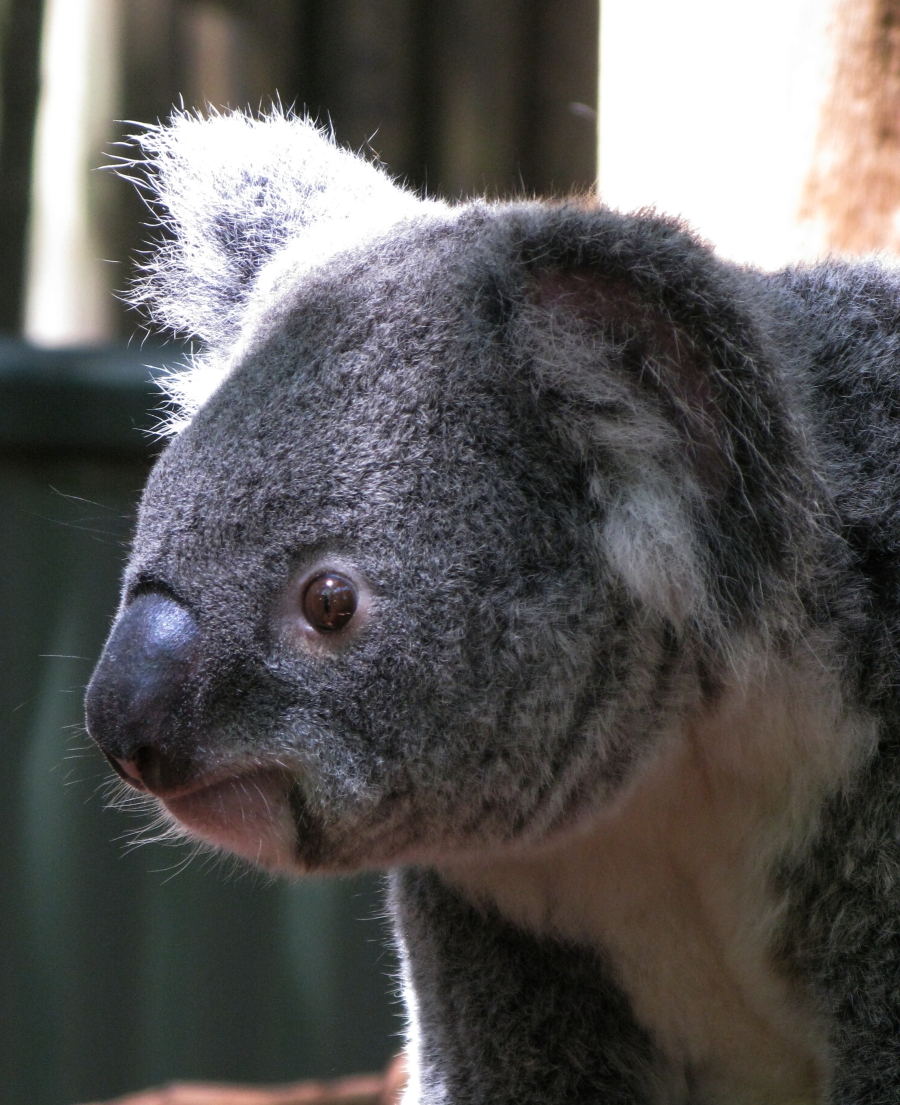 看見十幾種動物 由于是冬季,去野生動物園的時間並不一定非要很早,因為,動物總是天一亮就開始覓食。 早晨8點我們登上了敞棚車,每兩人一張毛毯圍在腿上,多少減少了一些寒意。大約走了半個小時,進入比林斯堡國家野生保護動物園。 一片火燒的痕跡,黑糊糊,一眼望不到頭,原來是冬季幹旱引起了山火,燒禿了數平方公里的荒原。 突然,看見了狒狒,一大群。雖然,這種動物很平常,但是,它們是首批迎客者,還是受到好評。 斑馬,各個臀部肥大,黑白相間的條紋讓人一目了然,清新亮麗。 羚羊,矯健、驕傲,生氣活現、自由自在,一幅田園風光。