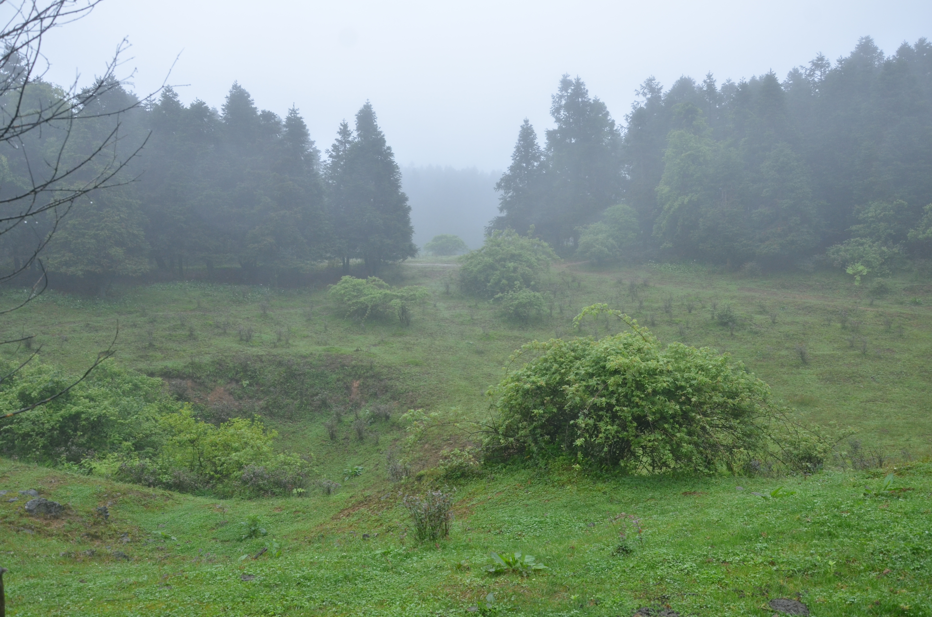 <em>仙女山国家</em>森林<em>公园</em>,<em>武隆仙女山国家</em>森林<em>公园</em>