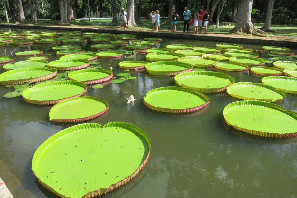 【天津】毛里求斯7日5晚自由行(5钻)·蜜月 M