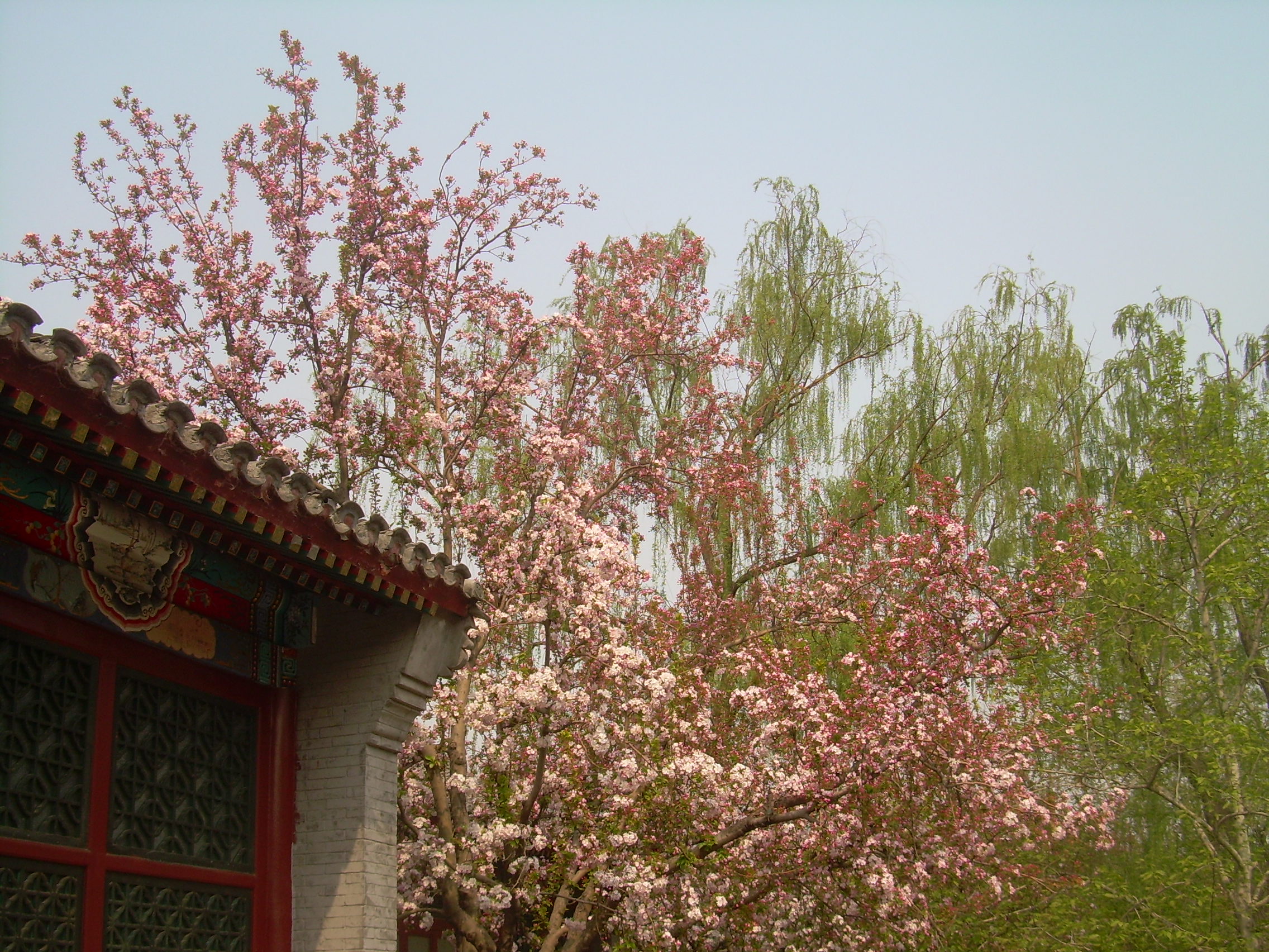 海棠花溪来赏花