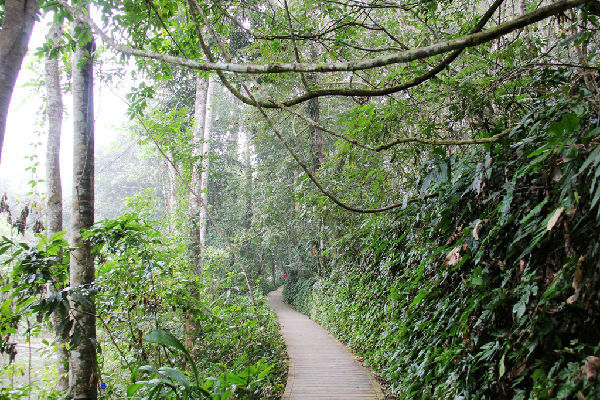 热带植物园里奇特的巨型绞杀树和板根---风情云