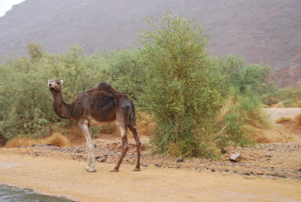 【i旅行】扬州大哥行走撒哈拉沙漠记行-- 登上非洲次高峰遭遇野驴 - 携程社区