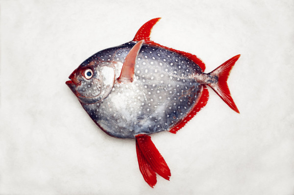 海域食用鱼中最色彩斑斓的一种,其优美的名字大概源于其圆圆的体