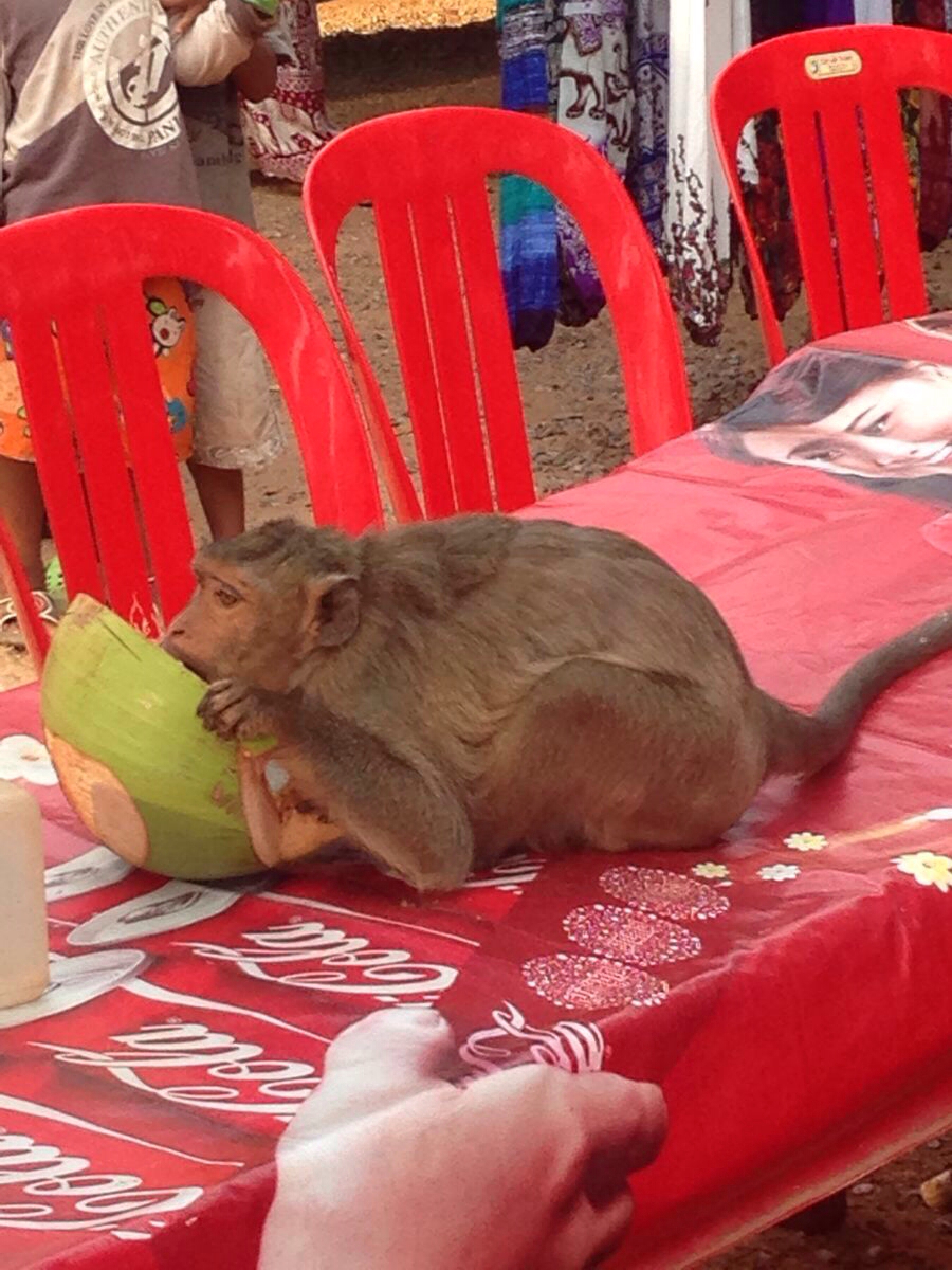 猴子胆子贼肥会