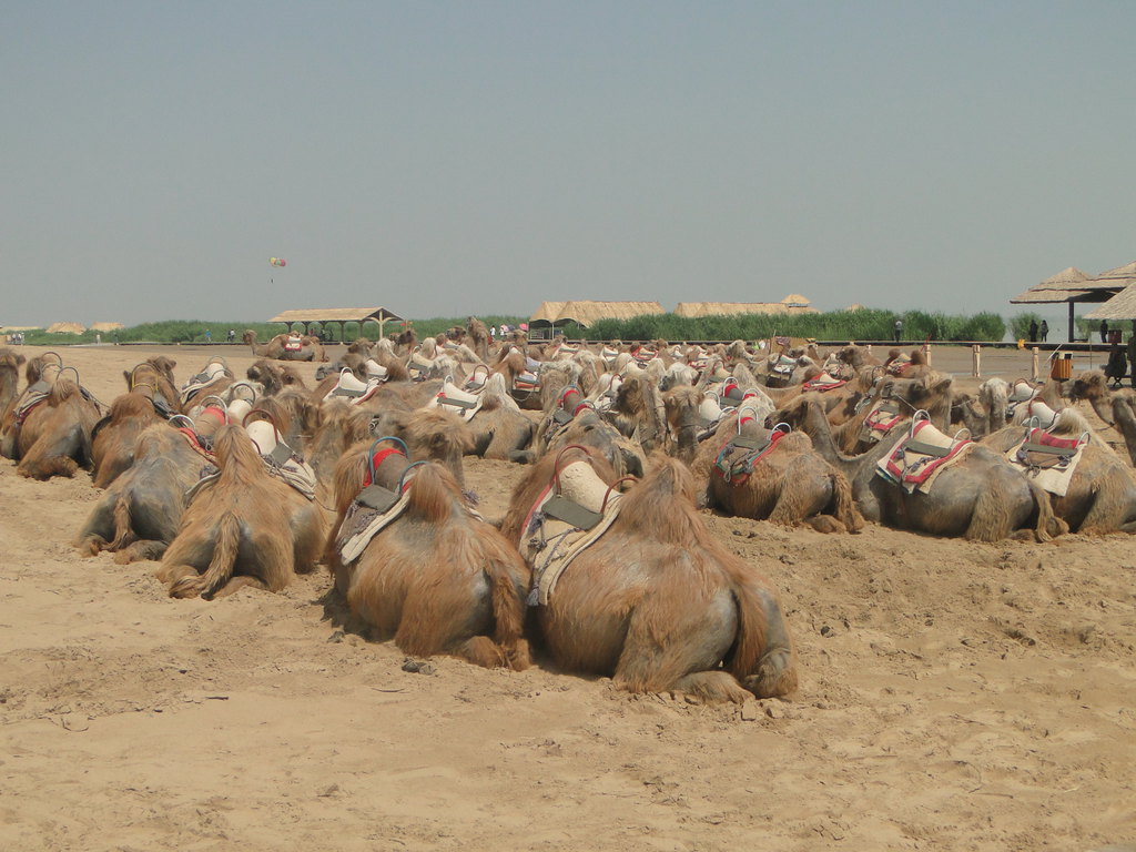 宁夏银川+-+银川游记攻略