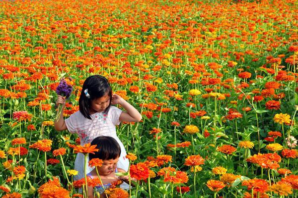【密云车道峪】怒放的盛夏,和小小菜陶醉在温情的人间花海里!