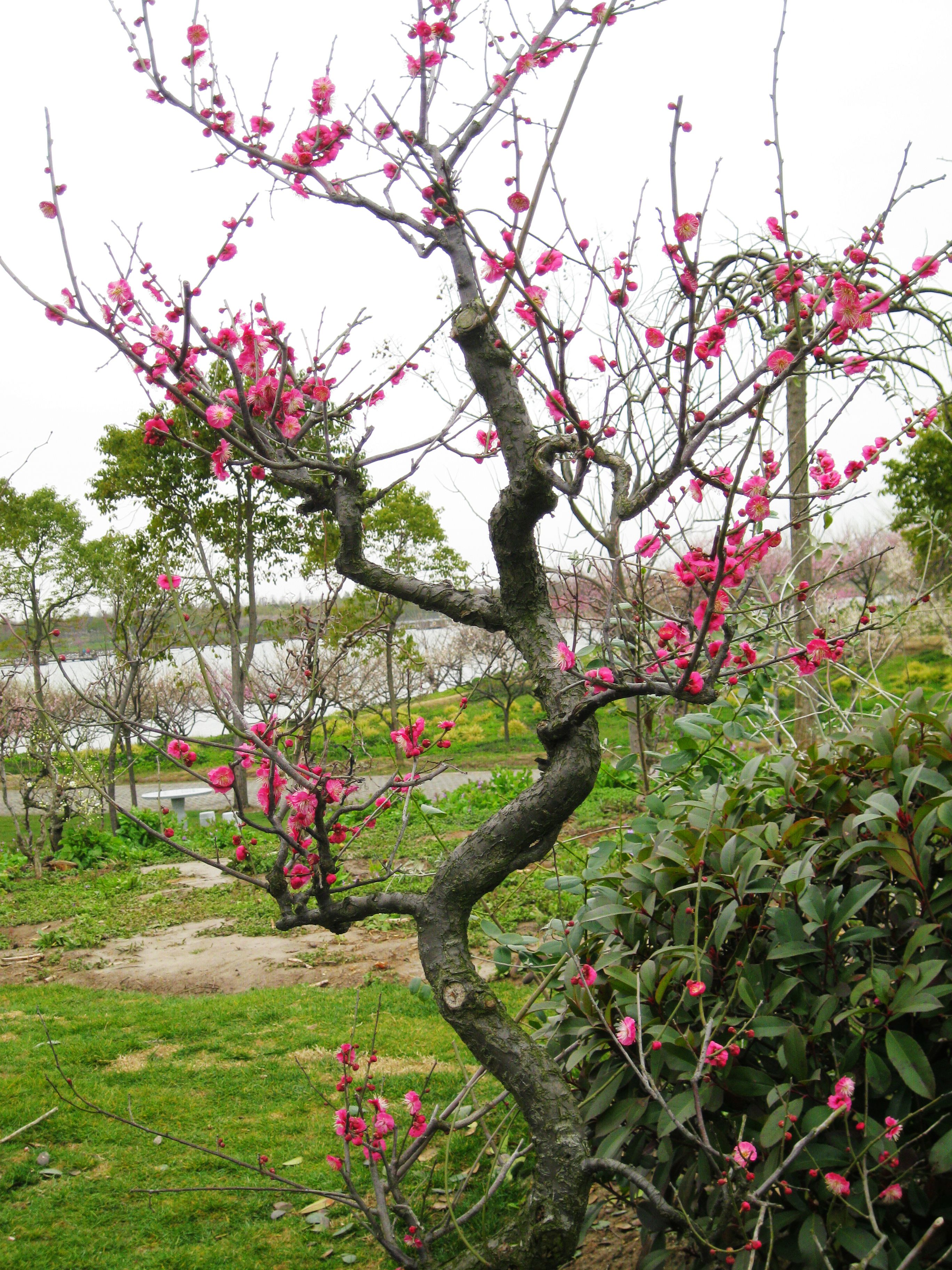 赏梅寻春,上海奉贤海湾森林公园大风吹啊吹3月梅花节